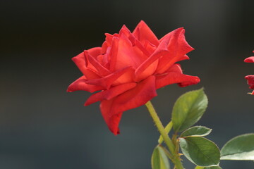 red rose on black background