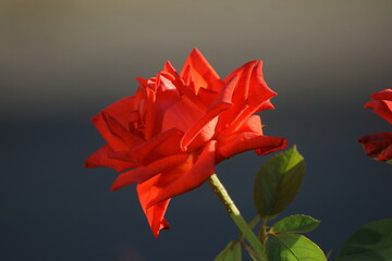 red rose