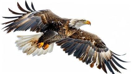 Obraz premium Eagle in flight, full-body shot, against a white background. Photorealistic, high-resolution image. 
