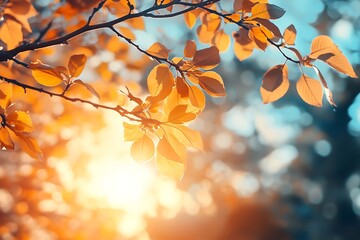 Golden leaves of tree branch against a blurred sunset background. Autumn foliage in nature, warm colors, sun