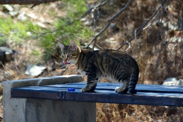 Gatito callejero en Kamari, isla de Santorini, Grecia