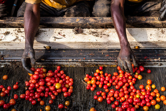 Two people are picking tomatoes from a machine