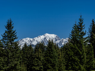 Obraz premium mont blanc en savoie, alpes, avec ciel bleu et épicéas en premier plan, photographié à partir du beaufortain
