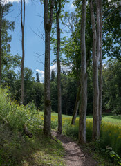 Forest path in the nature park