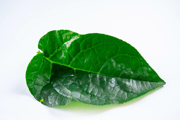 Obraz premium ツルムラサキの葉 