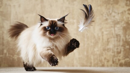 A Himalayan cat with a majestic coat, playfully swatting at a feather toy, with ample copy space around it to highlight its features