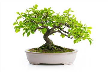 A bonsai tree with carefully trimmed branches, symbolizing art and balance, isolated on white background