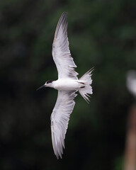 white-cheeked tern or Sterna repressa seen on Mumbai coast in Maharashtra, India
