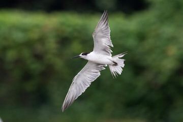 white-cheeked tern or Sterna repressa seen on Mumbai coast in Maharashtra, India