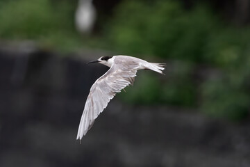 white-cheeked tern or Sterna repressa seen on Mumbai coast in Maharashtra, India