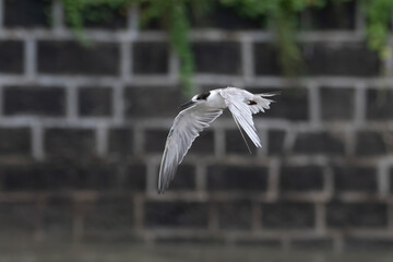 white-cheeked tern or Sterna repressa seen on Mumbai coast in Maharashtra, India
