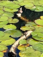 Turtles on lilypads