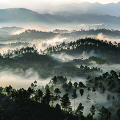 Landscape of trees on hills with low mist