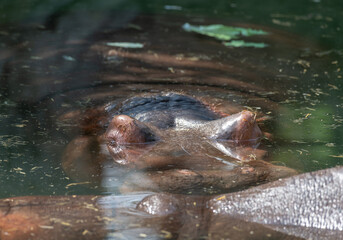 Fototapeta premium hippopotamus swimming in water