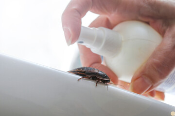 Pest control, spraying pesticide on a big cockroach on the white bathroom