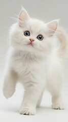 A playful Persian kitten exploring a serene environment with a light solid color backdrop, highlighting its curious expression