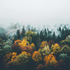 Landscape of trees on hills with low mist