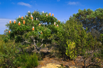 An acorn banksia or orange banksia (banksia prionotes), with large flower spikes. Endemic to the southwest of Western Australia, in Badgingarra National Park 