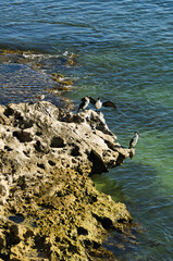 Australian pied cormorants (Phalacrocorax varius), also known as pied shag or great pied cormorant,...
