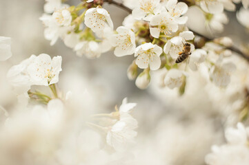 White cherry blossom