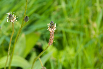 a closeup shot of a flower growing in a garden. beautiful botanical shot, natural macro wallpaper