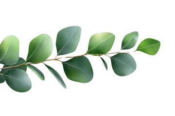 Fototapeta premium Watercolor Green Eucalyptus Leaves Garland, Isolated PNG with Transparent Background