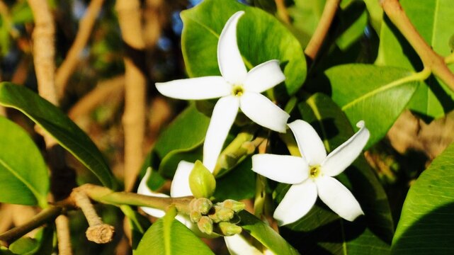Young leaf of Hancornia speciosa, Mangaba, fruit tree from the Brazilian Cerrado,
