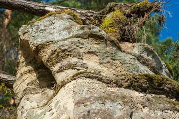 Weathered Rock Formation with Moss and Ferns
