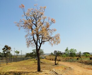Cerrado Tree Eugenia dysenterica, Cagaiteira