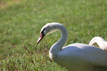 White swan swims on lake