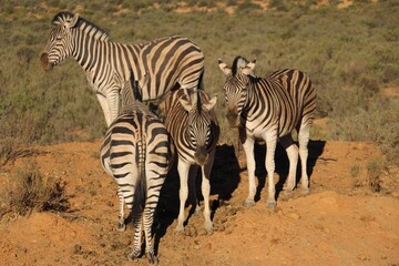 South African Safari