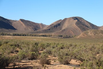 South African Safari
