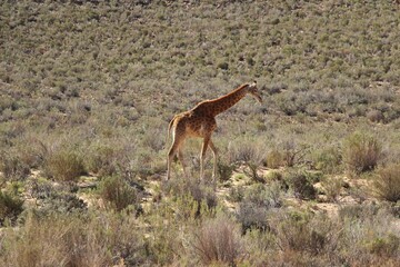 Giraffe On South African Safari