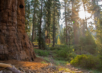 tree in the woods