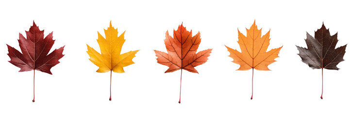 Fototapeta premium Autumn maple leaves set, Isolated PNG with Transparent Background
