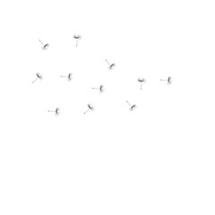 dandelion flowers blowing in the wind