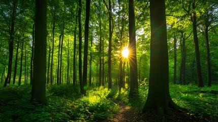 Obraz premium Serene forest landscape with sunlight streaming through tall green trees and dense foliage.