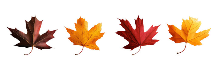Obraz premium A Set of Autumn Maple Leaves in Different Stages, Isolated PNG with Transparent Background