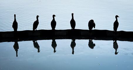 Silhouetted Birds Perched by the Water at Dusk in Oakland, California
