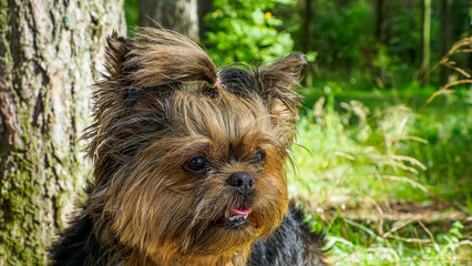 Naklejka premium Yorkshire terrier. Funny fluffy dog. Pets. The year of the dog.