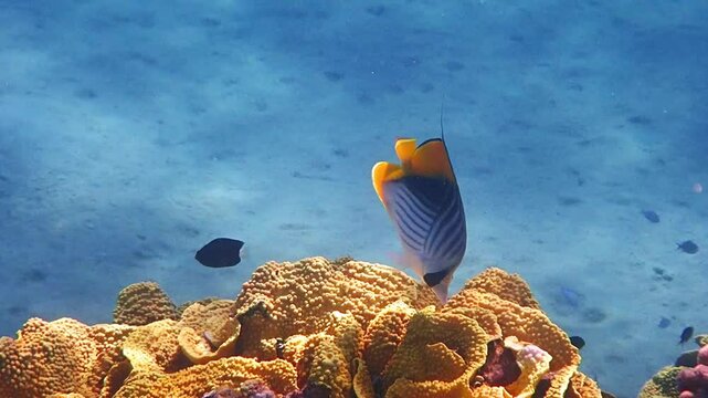 Colorful threadfin butterfly-fish belongs to the family Chaetodontidae, it has scientific name Chaetodon auriga, it inhabits shallow waters of coral reefs in the Red Sea, Sinai, Middle East
