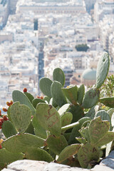 Beautiful city of Athens behind the cactus trees