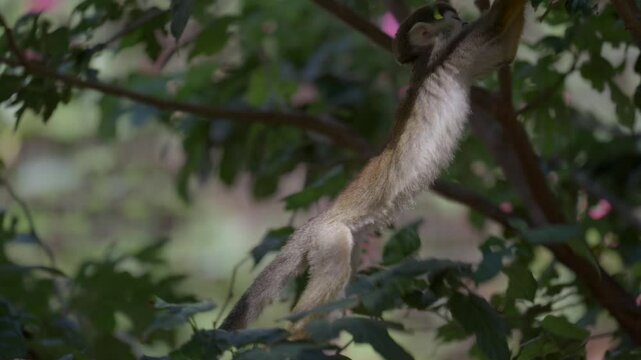 This epic video shows a monkey jumping up in the air in slow motion.