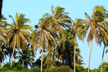 Árvore da família das palmeiras que dá o coco.