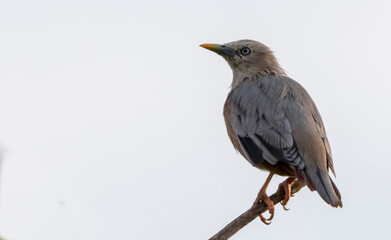 Brahmani starling