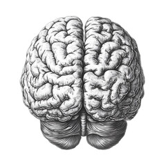 Detailed Vintage Illustration of Human Brain in Black and White Isolated on White Background, Cutout, Isolated on White Background