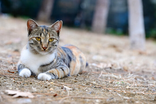 Calico Cat Relaxing on Ground Outdoors. A calico cat with distinct markings lying on the ground, looking attentively ahead, captured in an outdoor setting.

 - Powered by Adobe
