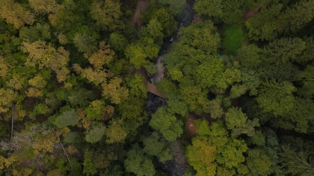 Top down view of a beautiful dense pine forest in the mountains of Borjomi, Georgia. Tourist spot in a nature reserve with a bridge over a flowing river.