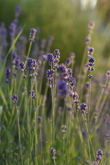 Lavender in the sunset light