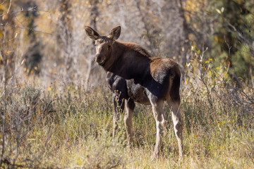 Cow and Calf Moose in Wyoming in Autumn